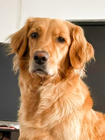 Mancuernillas personalizado de tu perrito o gatito carita mini